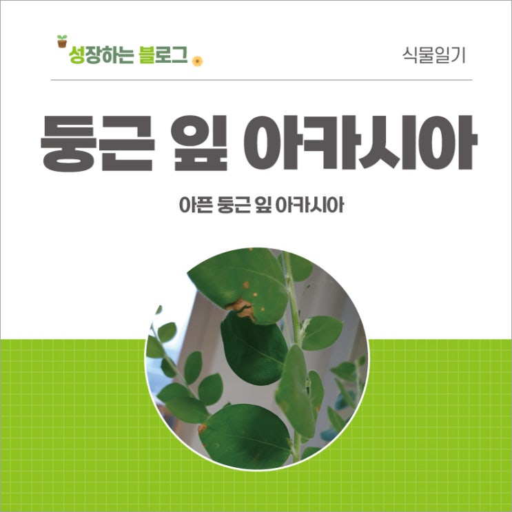  둥근 잎 아카시아 키우기