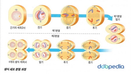  체세포 분열과 생식 세포 분열