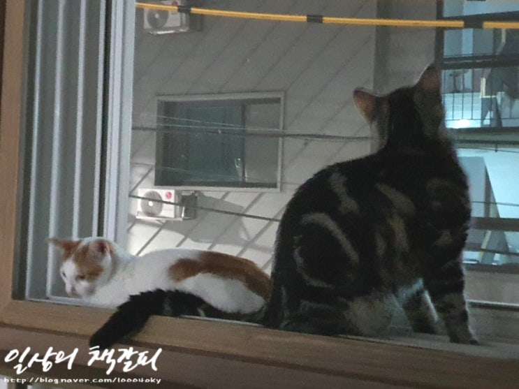  <2인2묘 라이프> 2021. 9. 18.~19. 여행을 떠난 집사들