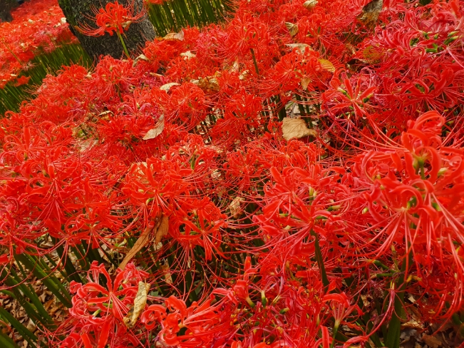 분당 중앙공원 꽃무릇 대축제, 추석연휴 나들이 굿 분당 중앙공원 꽃무릇 대축제, 추석연휴 나들이 굿