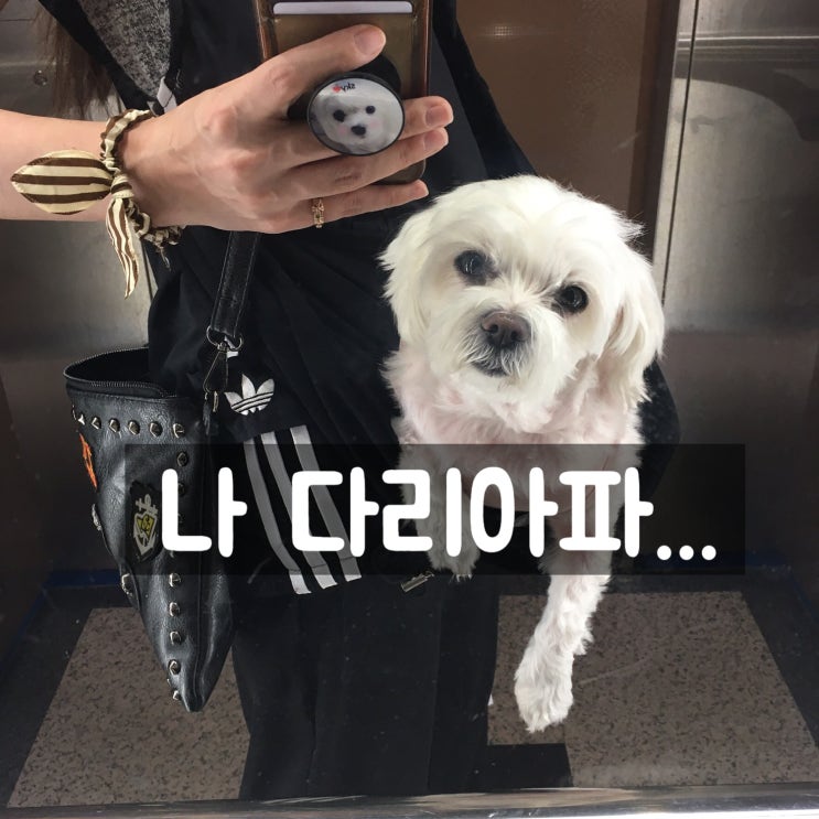  강아지 슬개골 보호대 다리 아픈 11살 말티즈 후기