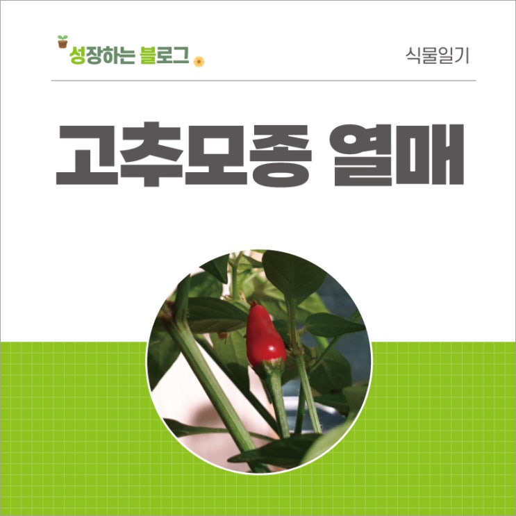  고추 모종 열매