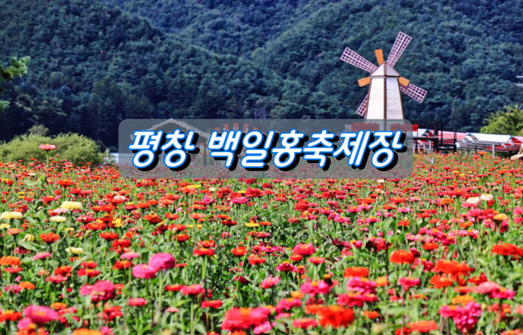 평창강 둔치 가을꽃 나들이 백일홍,황화코스모스,붉은메밀꽃 평창강 둔치 가을꽃 나들이 백일홍,황화코스모스,붉은메밀꽃