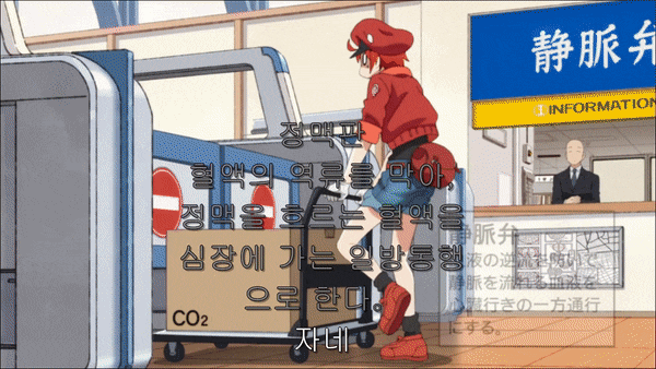  일하는 세포 1기 1화 후기 폐렴구균(feat. 이노우에 키쿠코)