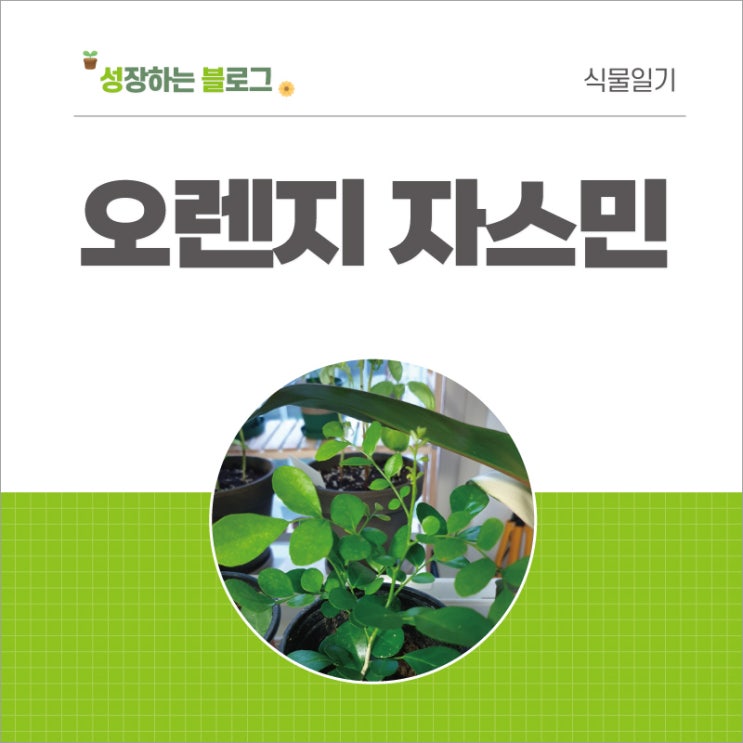  오렌지 자스민 분갈이