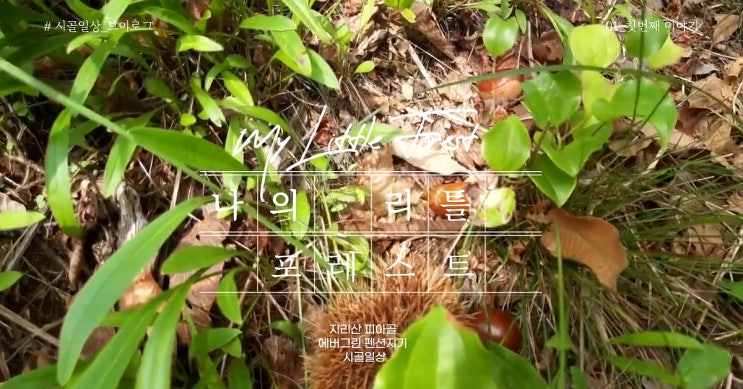  2021.9월 백로.밤줍는 시기가 왔다. 하염없이 올밤줍기
