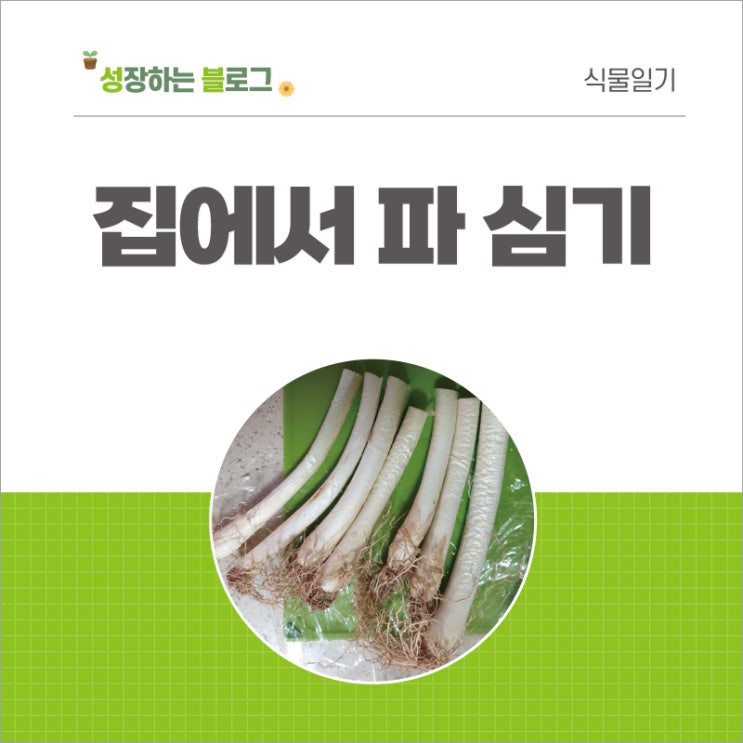 집에서 파 심기 (뒤늦은 파테크 동참)