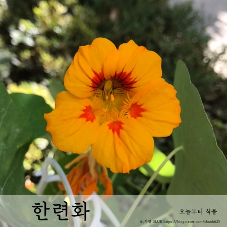  한련화 키우기, 파종부터 개화까지