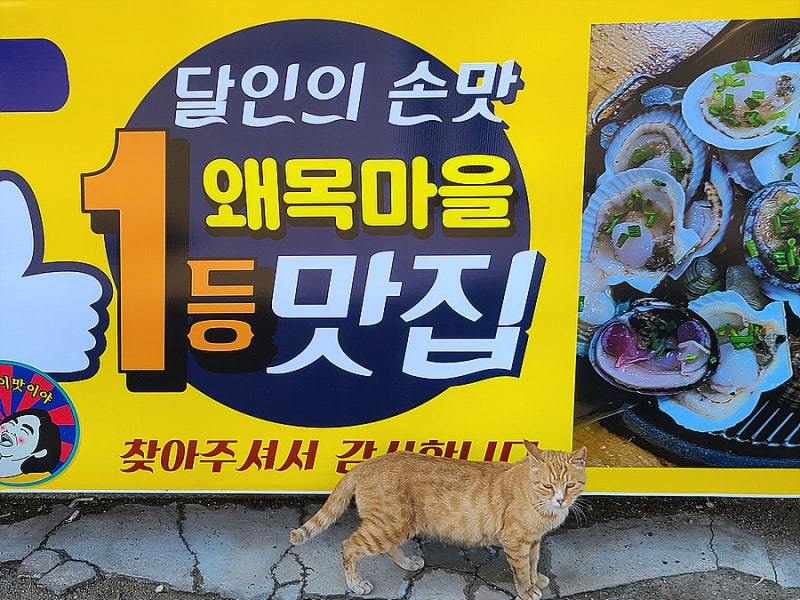 당진 횟집 , 당진왜목마을맛집 섬마을횟집 을 소개해 봅니다.. 왜목마을맛집 이에요~~~