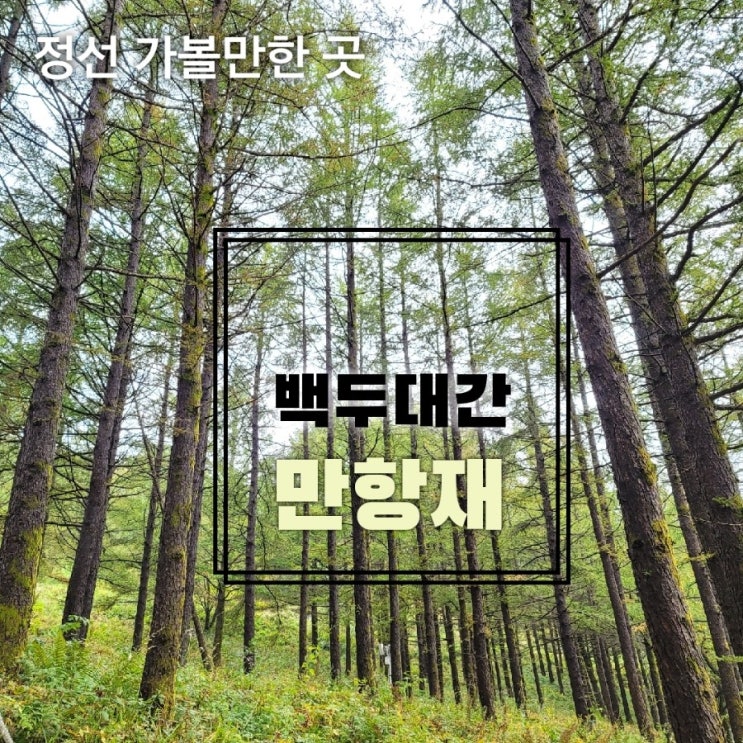  [강원도 정선 하이원근처 가볼만한곳] 야생화마을 백두대간 함백산만항제를 느끼다