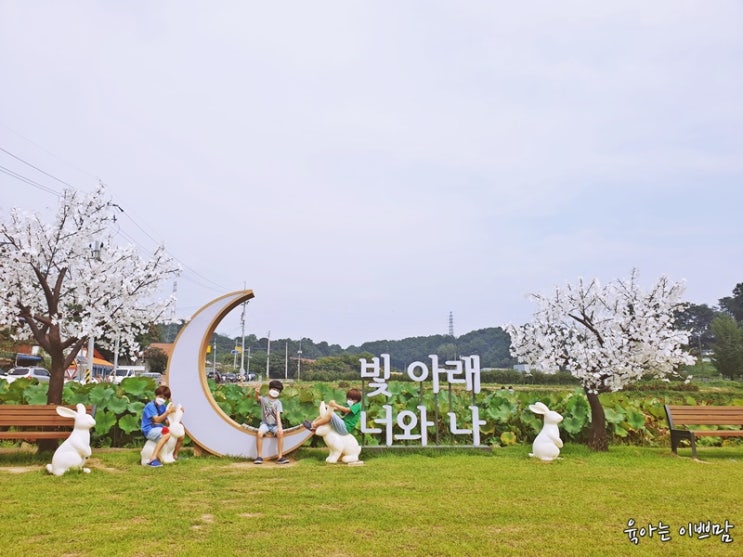  옥천 아이와 가볼만한 곳 : 육영수생가 앞 연꽃방죽  옥천 가볼만한 곳 [옥천여행]