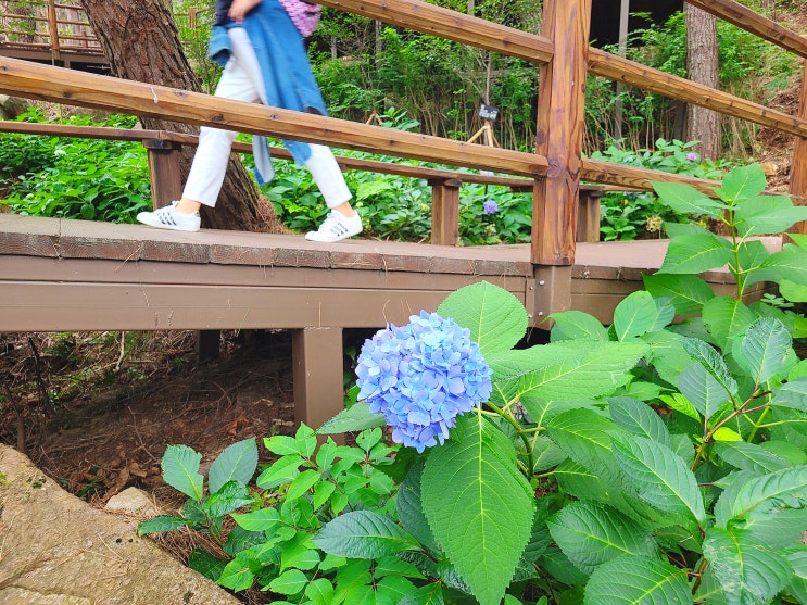  거창 항노화힐링랜드 우두산 Y자 출렁다리
