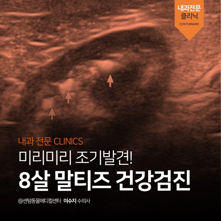  8살 말티즈 건강검진 케이스 (부산 강아지 검진전문 동물병원, 센텀동물메디컬센터)