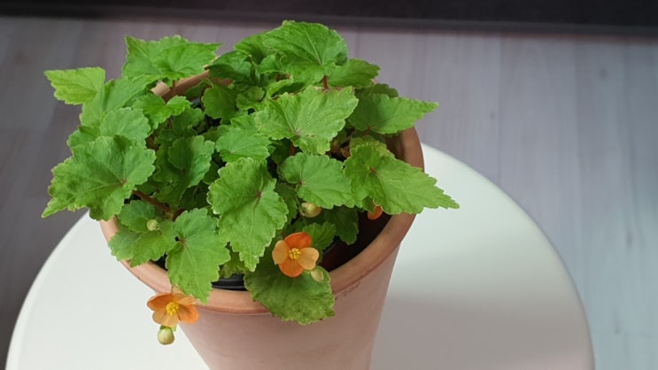  홈가드닝 상큼함이 주렁주렁 ~ 오샤베 오렌지샤워베고니아 키우기 How to Grow Begonia sutherlandii