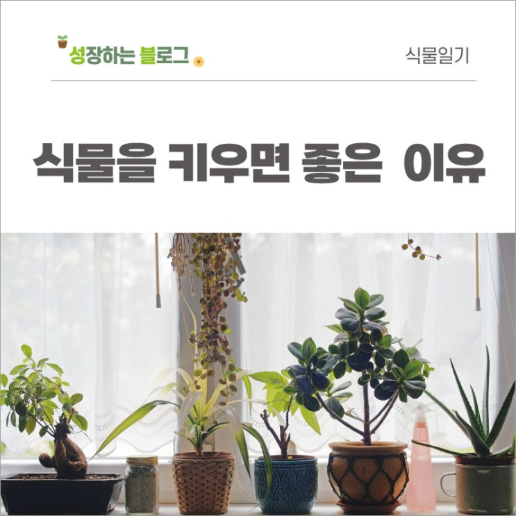  식물초보, 초보가드너의 식물을 키우면 좋은 이유