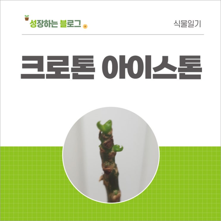  크로톤 아이스톤 가지치, 물꽂이 후 새순