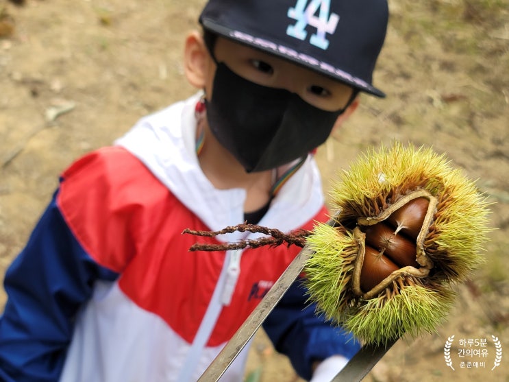  시흥 계수밤농장 밤따기 와 고구마 캐기. 아이들이 즐거워 하네요.