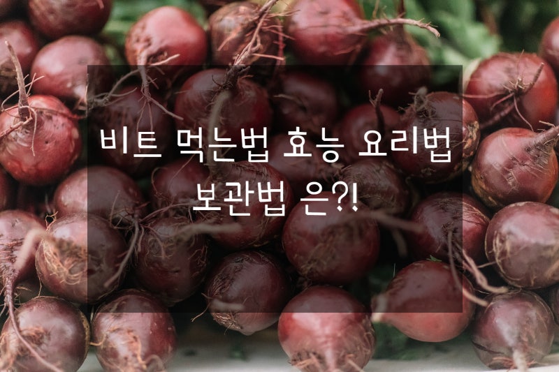 비트 먹는법 효능 요리법 보관법 은?!