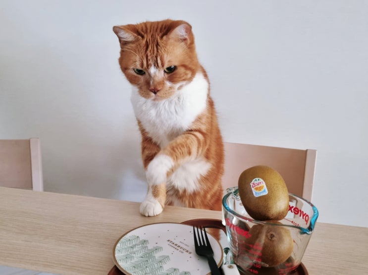  고양이 과일 중에 식이섬유 풍부한 골드 키위 줘도 되나요?