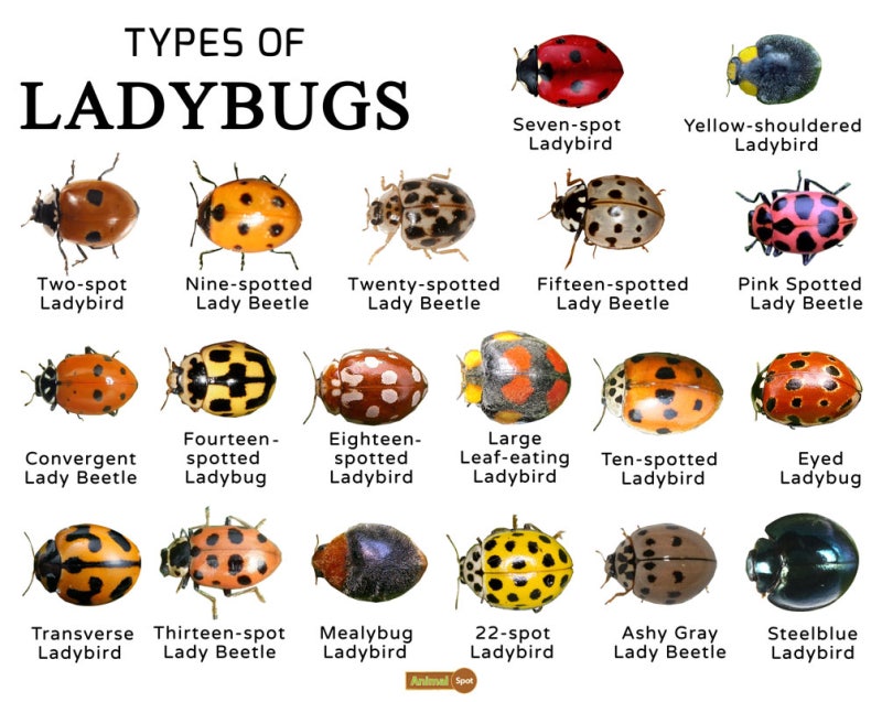 [꿈해몽과 상징의미] 무당벌레 종류 ladybird beetles/ladybugs - “칠성무당벌레는 왜 프랑스에서 ....