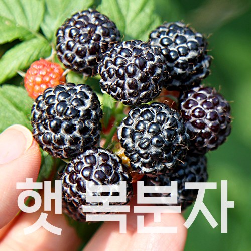 후기가 정말 좋은 토종 복분자 2021년 수확 햇 고창복분자, 1개, 특품 2.5kg(트레이포장) 추천합니다