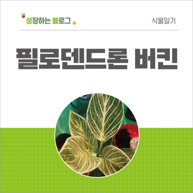  필로덴드론 키우기 - 필로덴드론 버킨