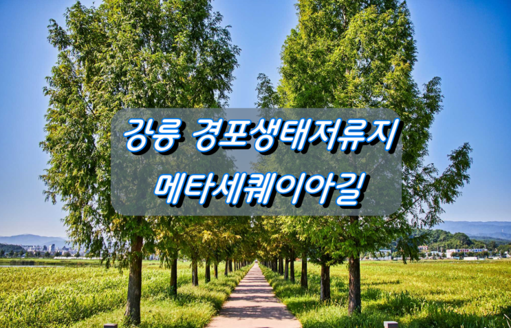 메타세퀘이아길이 아름다운 강릉 경포생태저류지 메타세퀘이아길이 아름다운 강릉 경포생태저류지