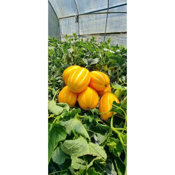 인기있는 <산지직배송>성주참외 못난이참외5kg/11KG대용량 1박스, 못난이 랜덤과10kg ··· 인기있는 <산지직배송>성주참외 못난이참외5kg/11KG대용량 1박스, 못난이 랜덤과10kg ···