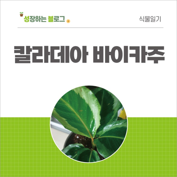 칼라데아 키우기 - 칼라데아 바이카주(비카추)