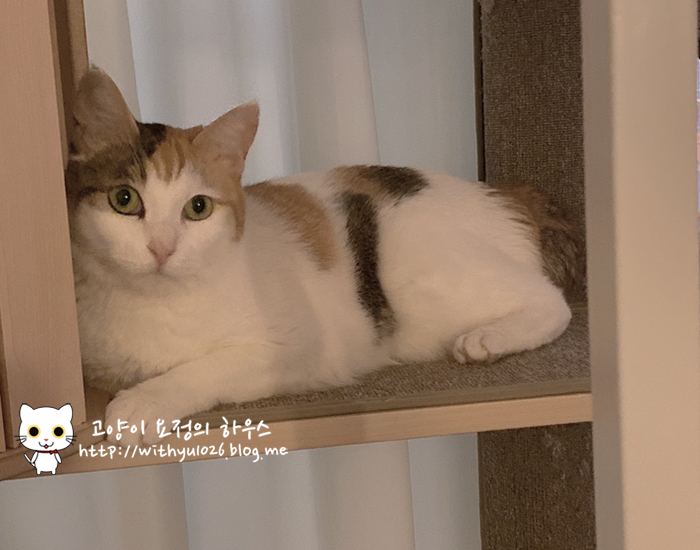 [하이디 동물병원] 고양이 치과 전문병원 초진 후기