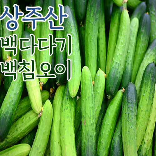 요즘 인기있는 당일발송 당일배송 상수산 백다다기 오이 3.5kg 4.5kg 7kg 11kg, 백다다기오이_11kg 추천합니다 요즘 인기있는 당일발송 당일배송 상수산 백다다기 오이 3.5kg 4.5kg 7kg 11kg, 백다다기오이_11kg 추천합니다