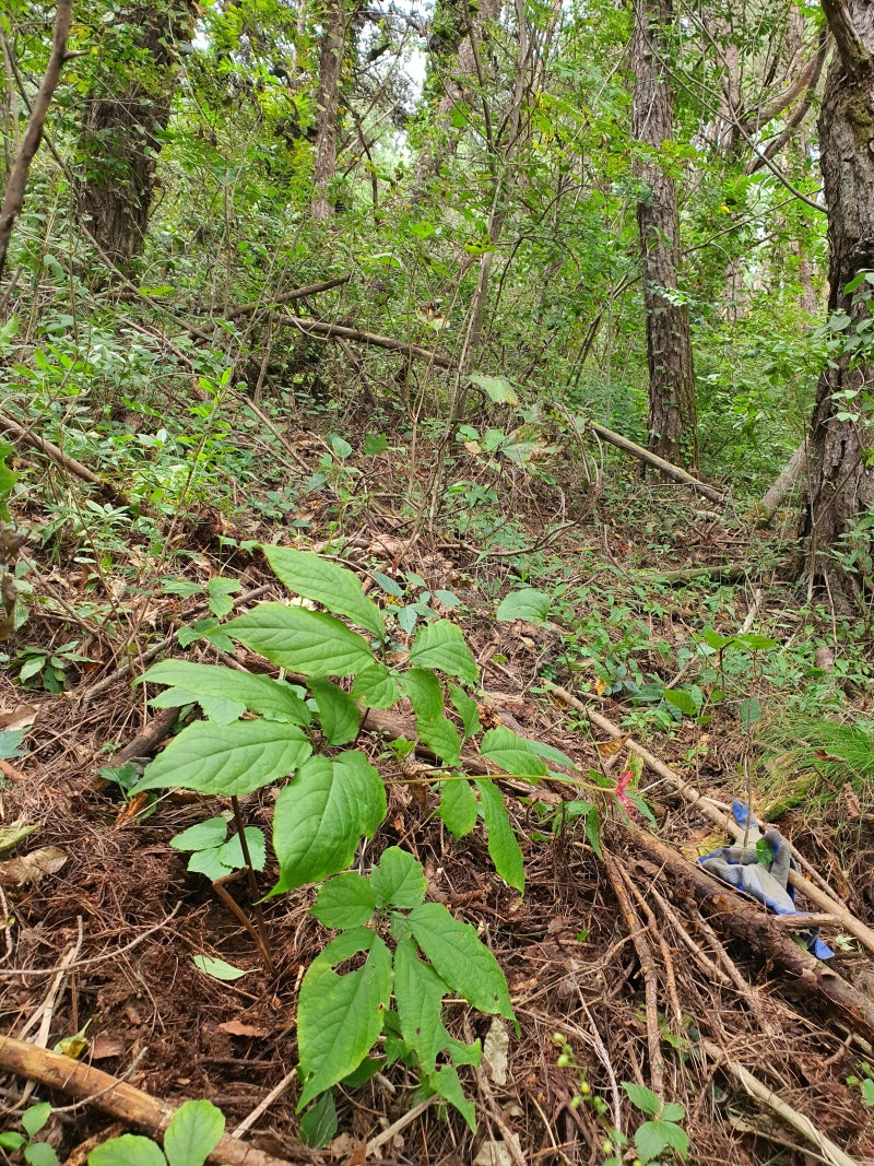 산삼 장뇌삼 인삼 천종산삼 구별법과 산삼잎 모양 : 네이버 블로그