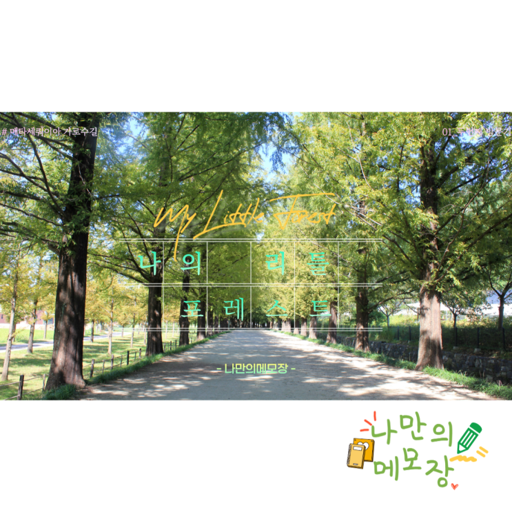  담양 산책코스 산림욕 메타세쿼이아 가로수길