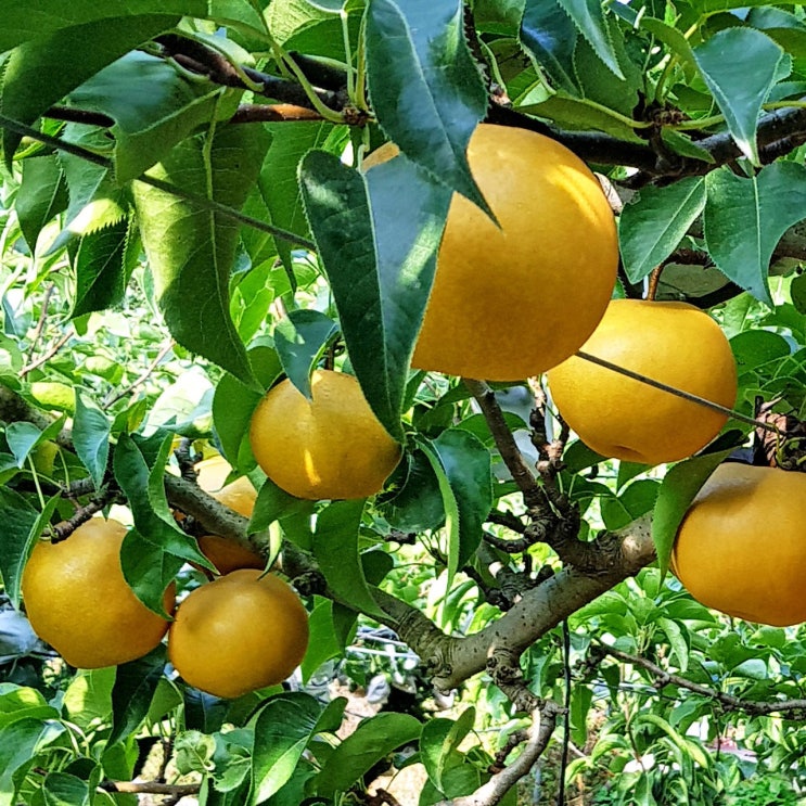 핵가성비 좋은 맛콤과일 나주 배 (가정용/특품/선물세트) 산지직송, 가정용 3kg (8과내) 추천합니다 핵가성비 좋은 맛콤과일 나주 배 (가정용/특품/선물세트) 산지직송, 가정용 3kg (8과내) 추천합니다