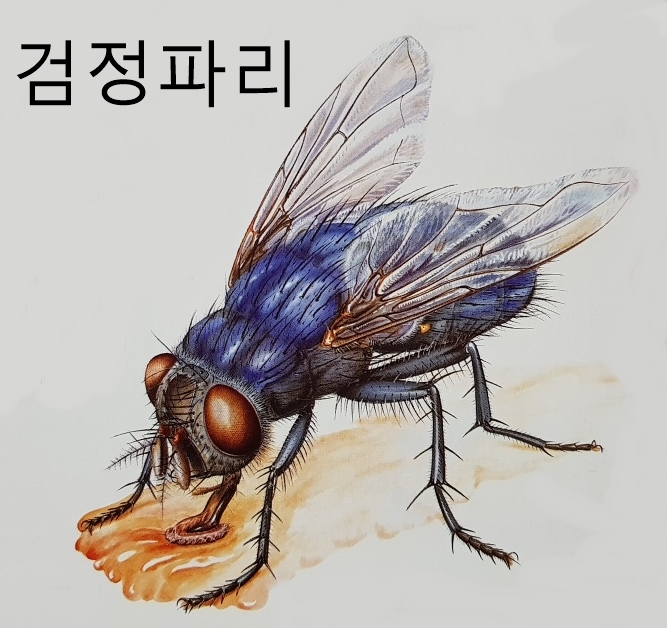 파리 종류 특징 크기 (소등에 광대파리매 검정파리 과실파리 집파리 등)