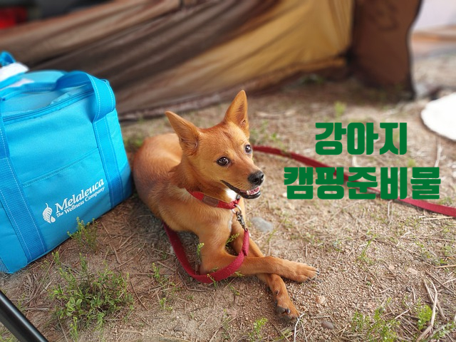  강아지 캠핑 가기 전 준비물 알아보자