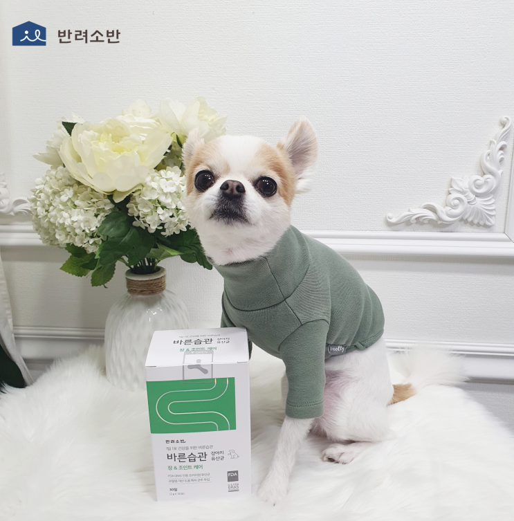  강아지유산균 하루한포면 관절케어까지 반려소반 영양제