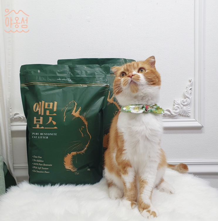  고양이 벤토나이트모래 예민보스 유목민집사 야옹섬에서 청착하다