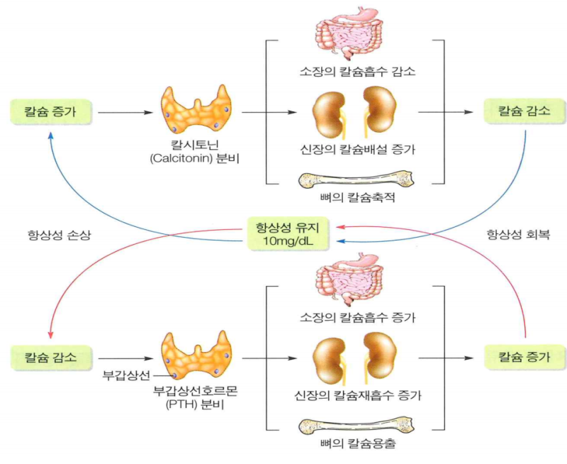 칼슘의 흡수와 대사 : 네이버 블로그