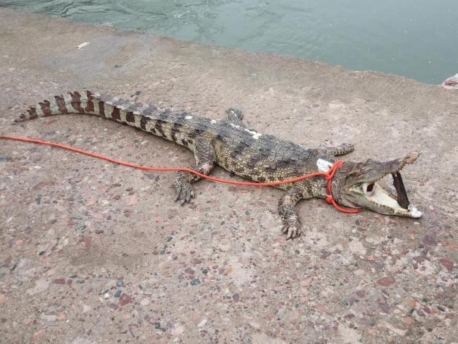 中 허베이성 유명 관광지에 악어 불법 방생