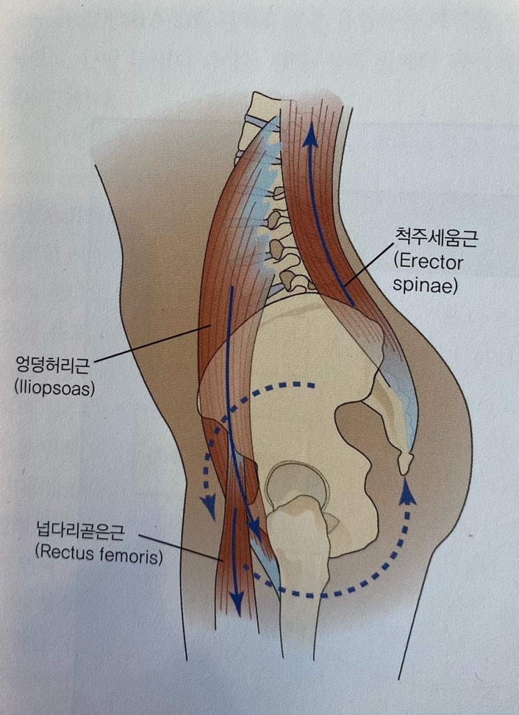 [이수역필라테스] 정적 부정렬로 인한 변형된 근육 동원 관련 편