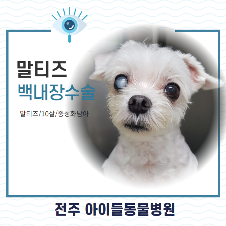  강아지 백내장 수술 재발 합병증?