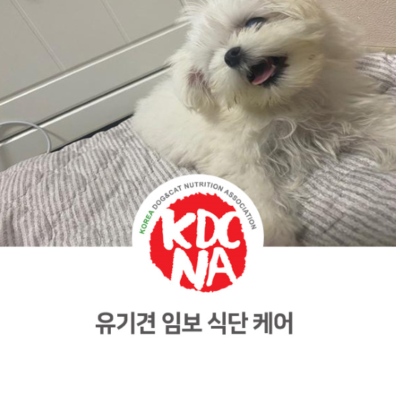  유기견 임보 일기_새끼강아지 이유식과 치료의 병행 [한국반려동물영양협회/최수연펫푸드아카데미/양평/수원/펫푸드자격증/안성/안양/애견수제간식수업]_882