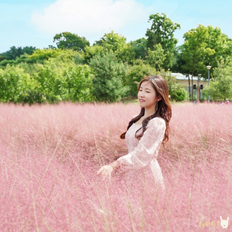 양주 나리공원 핑크뮬리 가을 꽃구경 모음집 양주 나리공원 핑크뮬리 가을 꽃구경 모음집