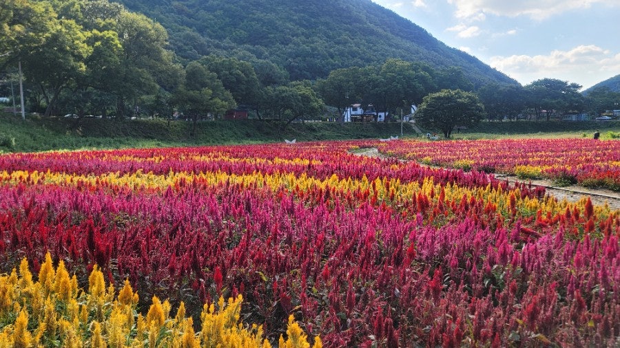 삼보가든 사진 4