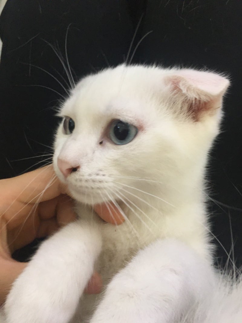 입양완료)스코티쉬 폴드(쿠우)를 안아주세요 : 네이버 블로그, image size:800x1067