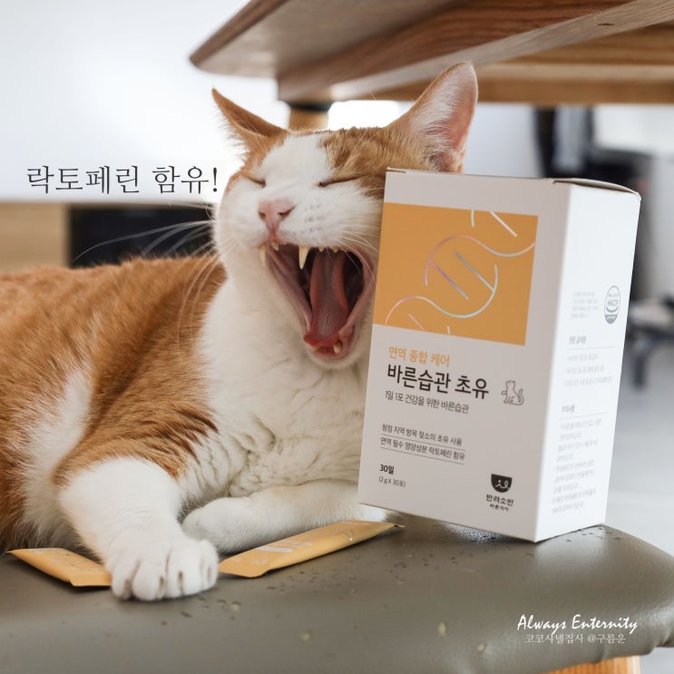  고양이 락토페린 함유 영양제, 1일1포 노화 면역력 관리 시작!