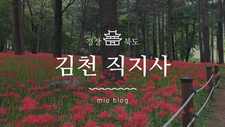  경북 김천 천년고찰 직지사, 붉은 꽃무릇이 활짝 핀 여행