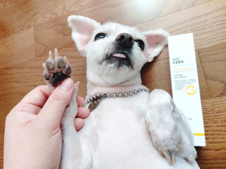  [강아지에센스] 브리지테일 페토세라C 보습 에센스로 보송한 강아지발바닥 만들기