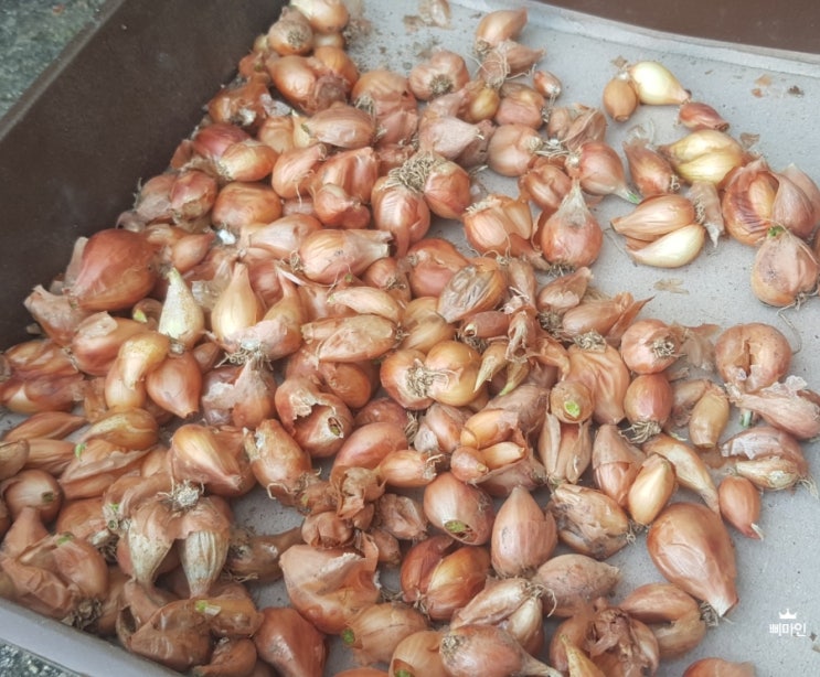  쪽파씨 심는 시기는 언제일까요?
